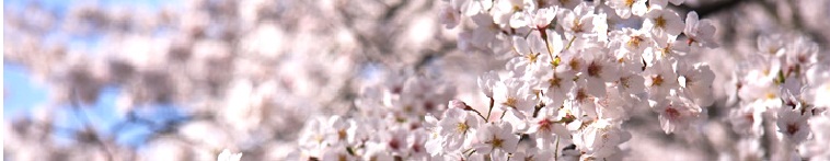 sakura